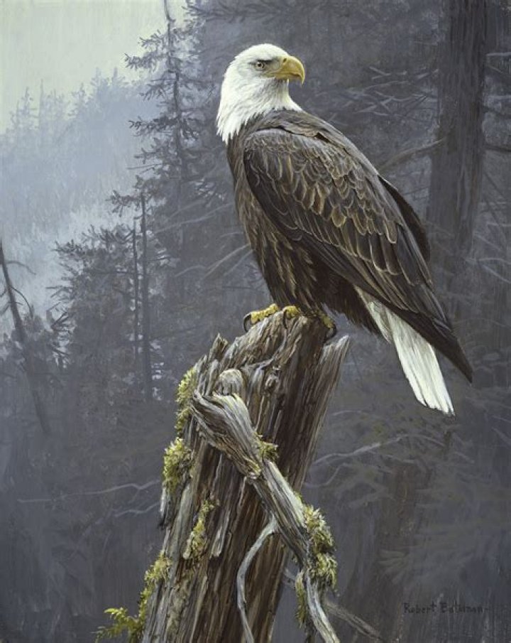 Exploring The Wealth Of Robert Bateman: A Deep Dive Into His Net Worth