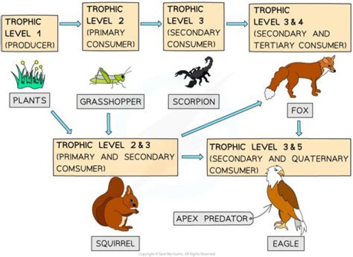 The Apex Predator: Understanding The Top Of The Food Chain