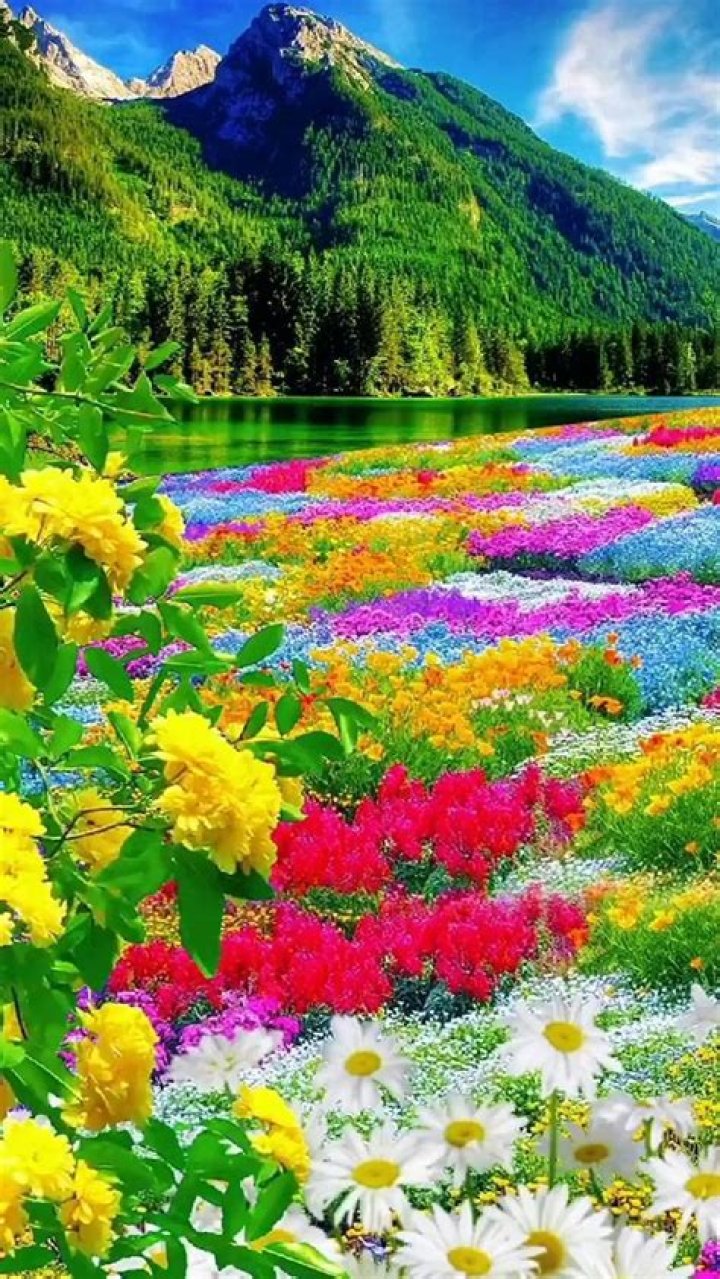 The Captivating World Of Flowers: Nature's Colorful Wonders