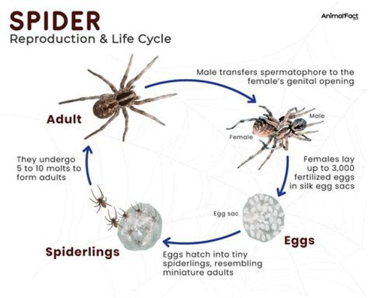 Understanding Spider Reproduction: How Can You Tell If A Spider Is Pregnant?