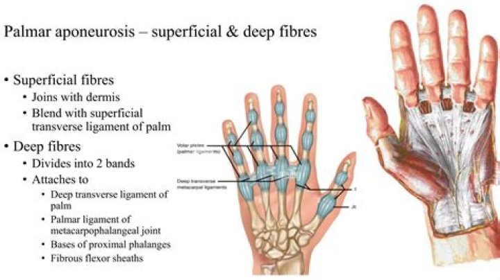 Understanding The Transverse Palmar Crease: Significance And Implications